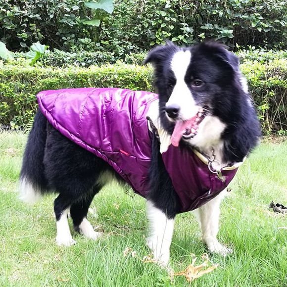 Hiver Vêtements Gilet de veste pour chien Pet - Pourpre M