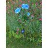 LED solaire décorative artificielle de jardin de roses insère des lumières de pelouse - Bleu Dodger 