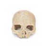 Crâne en Résine Décoration d'Aquarium - Beige 