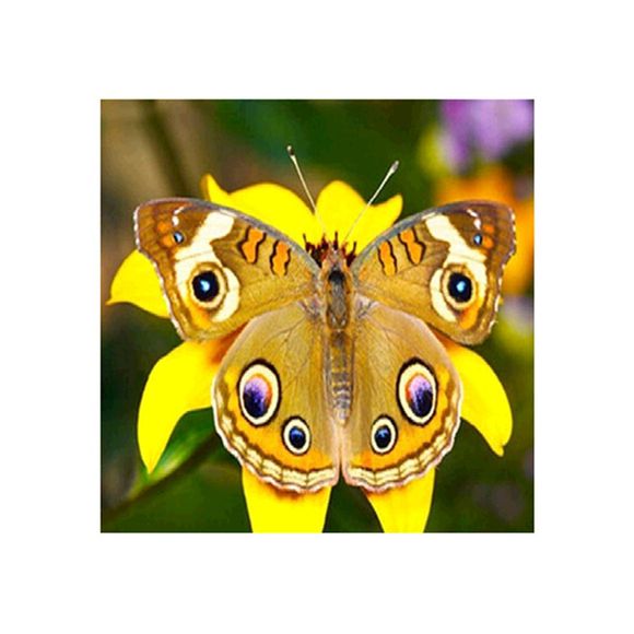 Naiyue 9759 Jaune Papillon Imprimer Dessiner Dessin au Diamant - Marguerite 