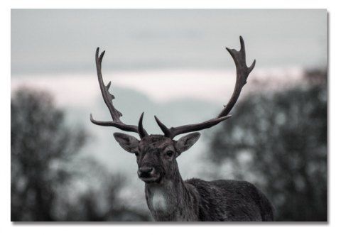 2019 Photographie Montagne Cerf Sauvage Impression Art Multicolor In